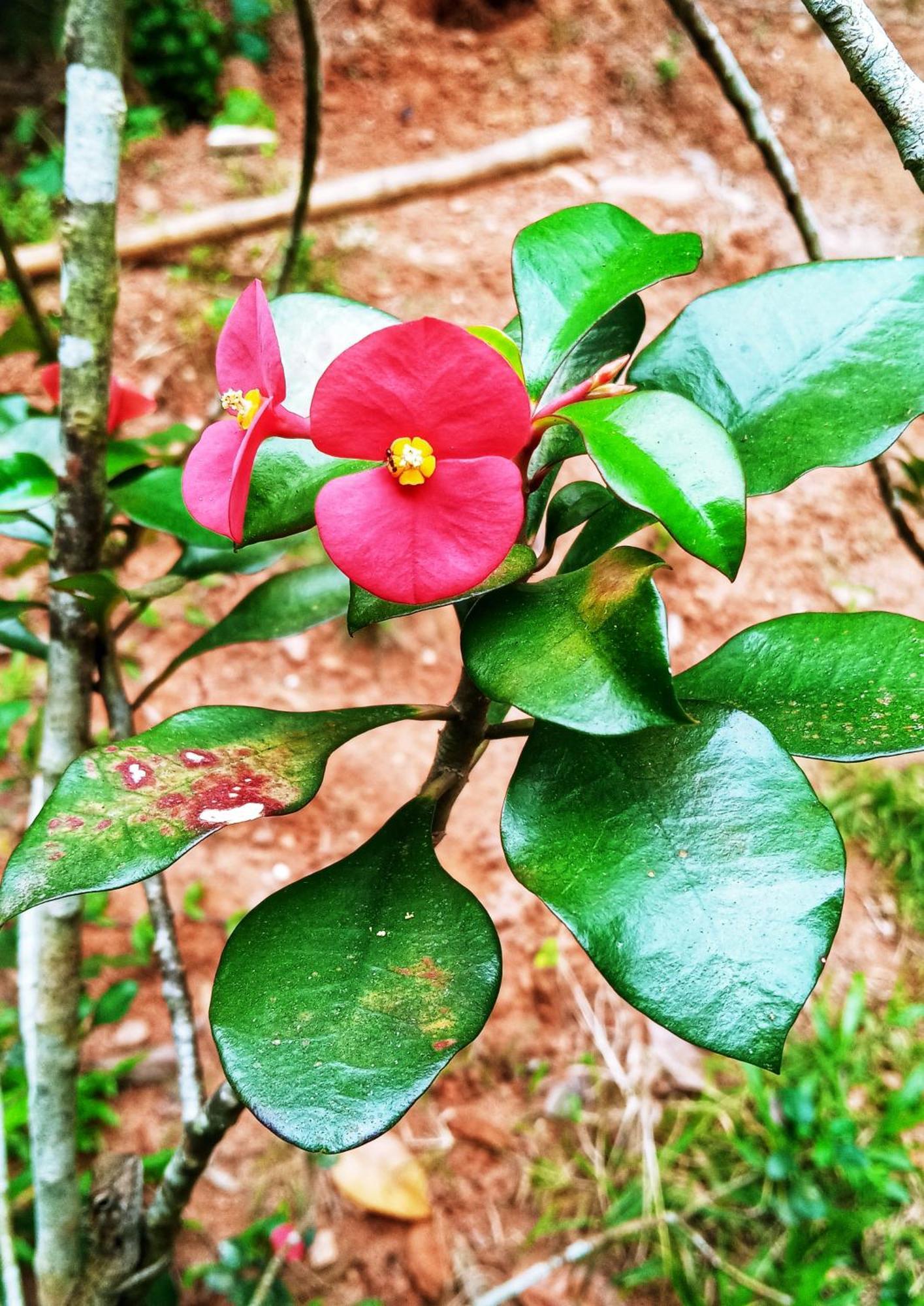 Venora Hiriketiya Dickwella Exterior foto